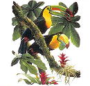 2toucans.jpg
