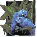 Blue Parrots.jpg