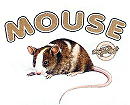 Mouse.jpg